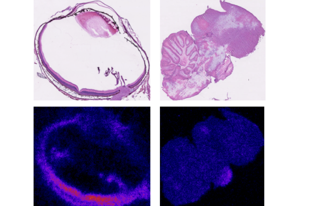 Research image showing more glucose in the bird retina than the bird brain.