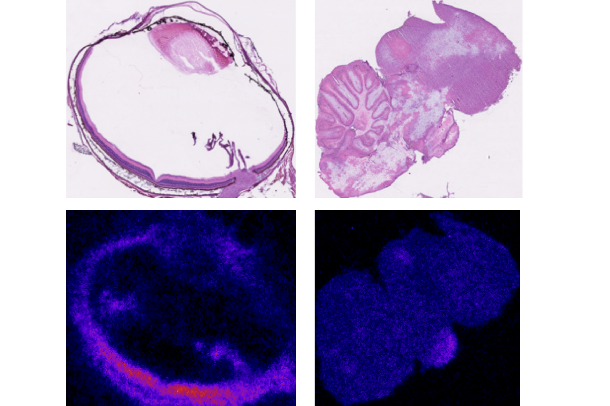 Research image showing more glucose in the bird retina than the bird brain.