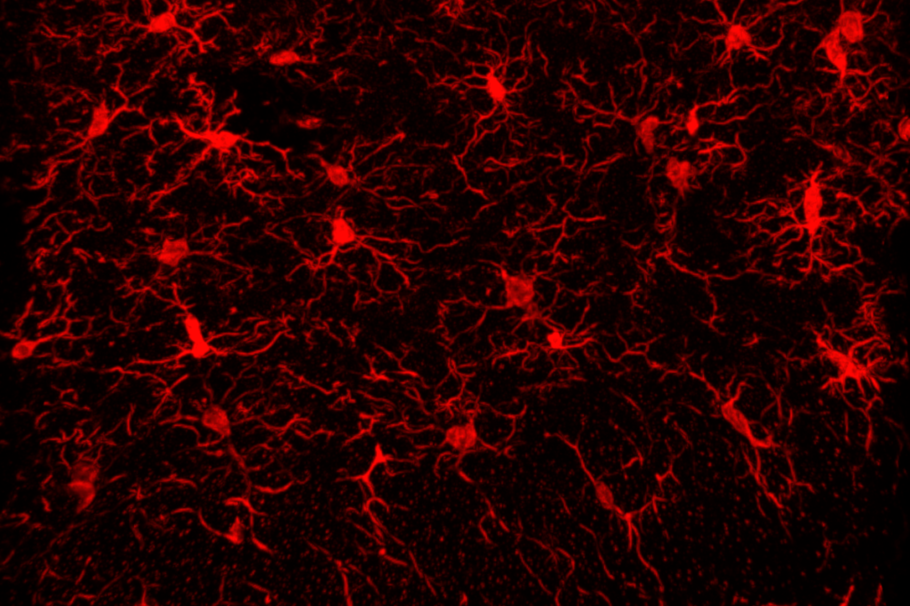 Research image of the mouse dentate gyrus.