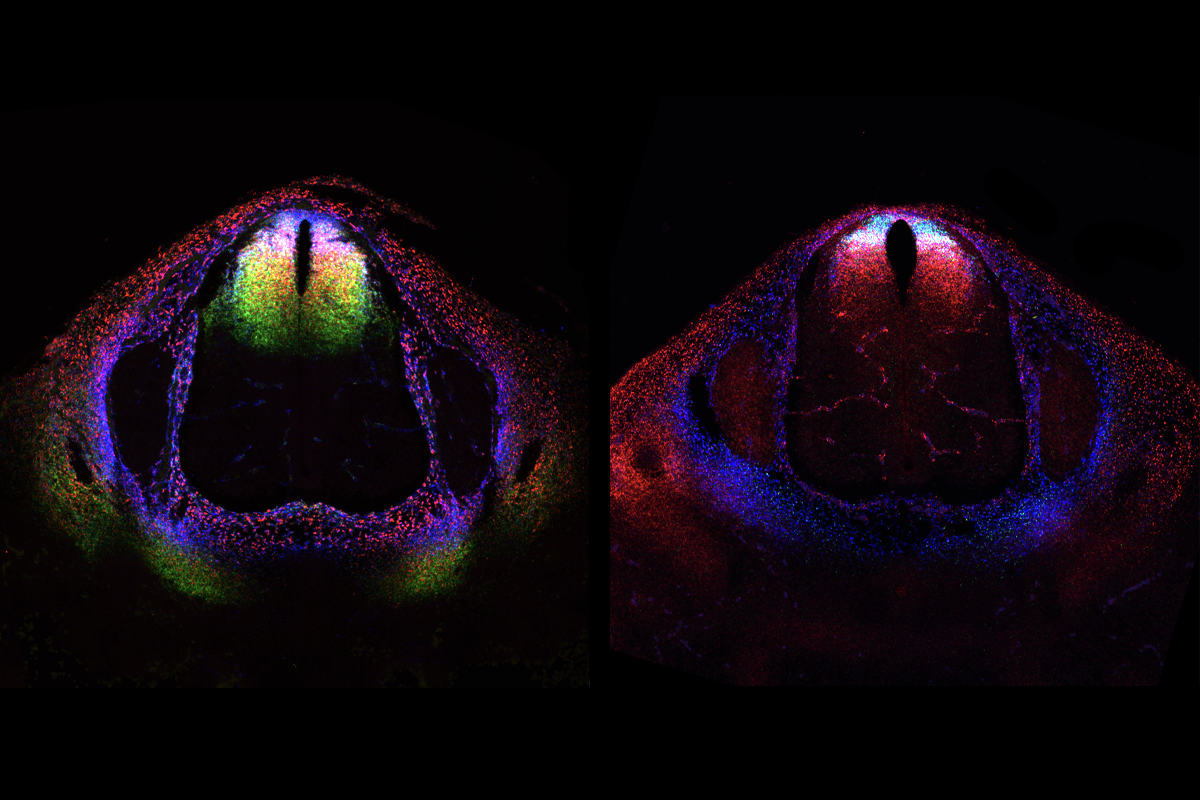 Research image of the mouse dorsal horn.