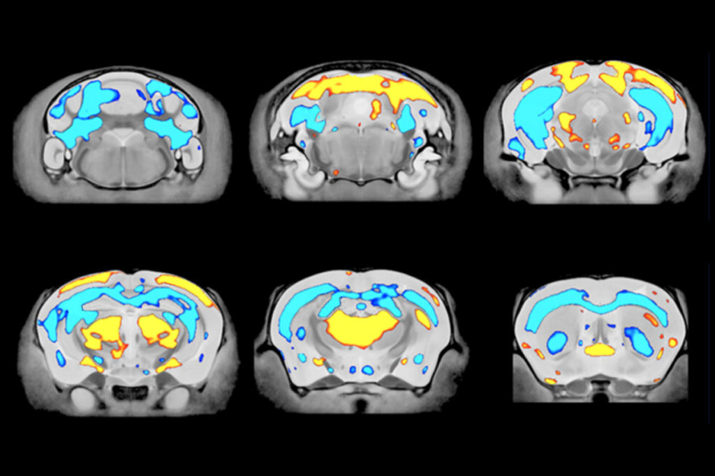 Research image of mice brains.