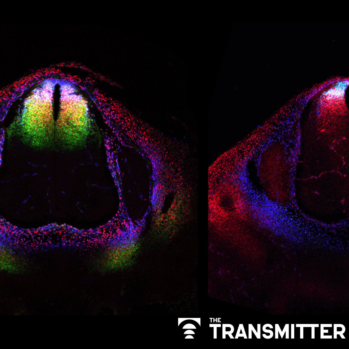 Cell atlas cracks open 'black box' of mammalian spinal cord development episode artwork