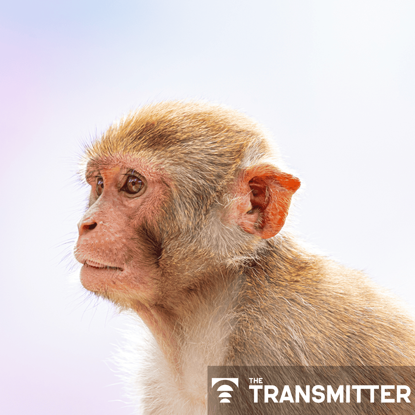 Oregon primate research center to negotiate with NIH on possible transition to sanctuary episode artwork