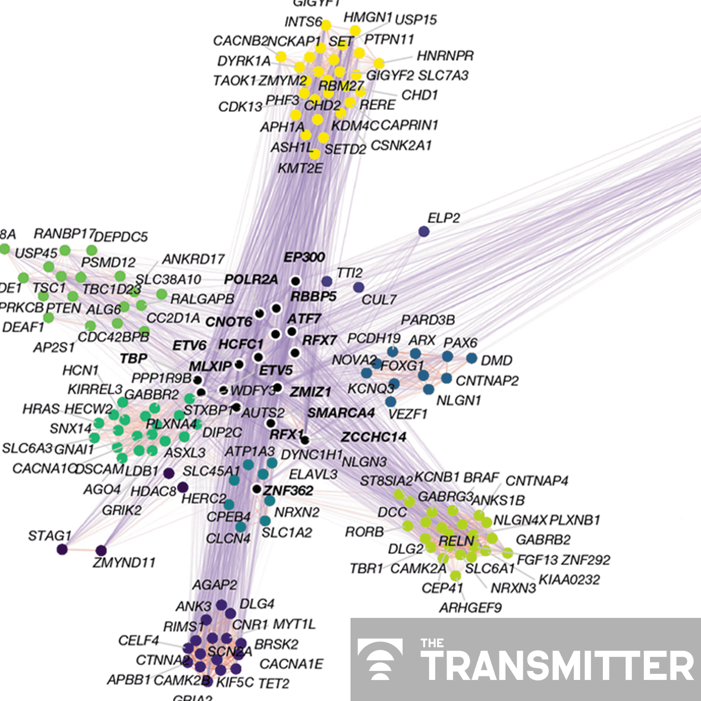 Organoid study reveals shared brain pathways across autism-linked variants episode artwork