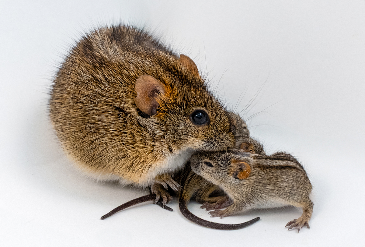 Mouse father with pups.