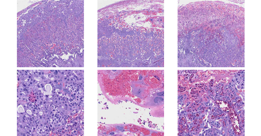 Mamá e hijo: ¿cómo el sistema inmune influye en el desarrollo?