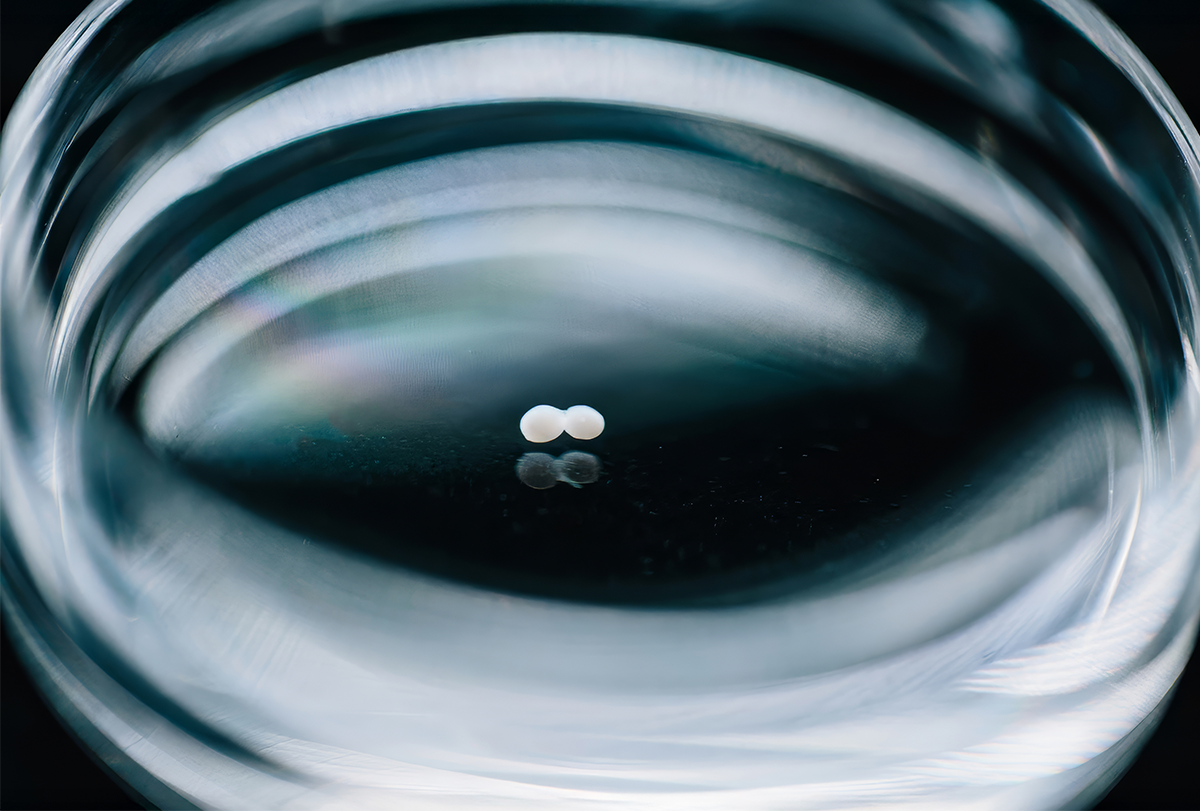 Organoids in a petri dish.