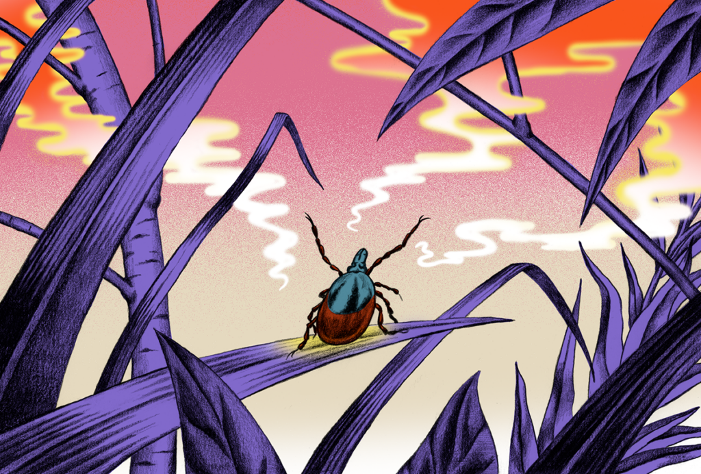 Tick on a leaf raises its forelegs.