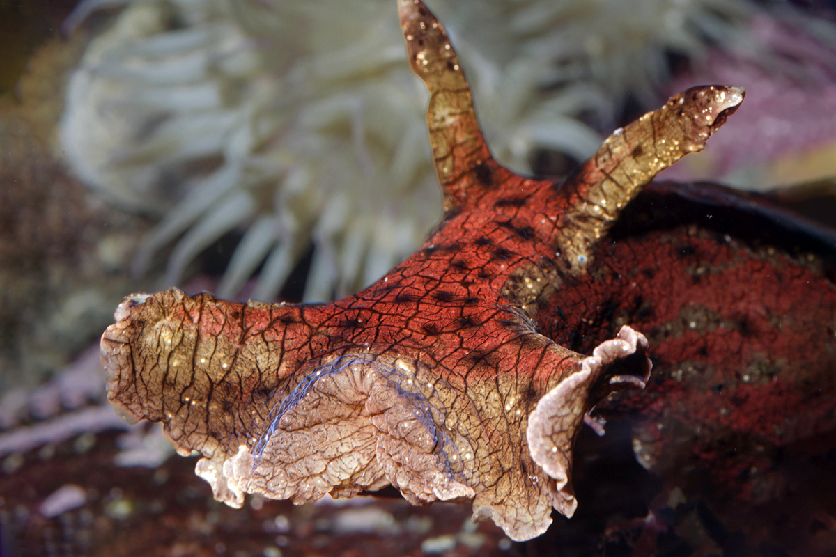 California sea hare.