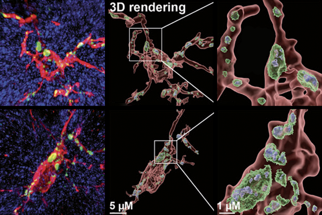 Research image of mice microglia.