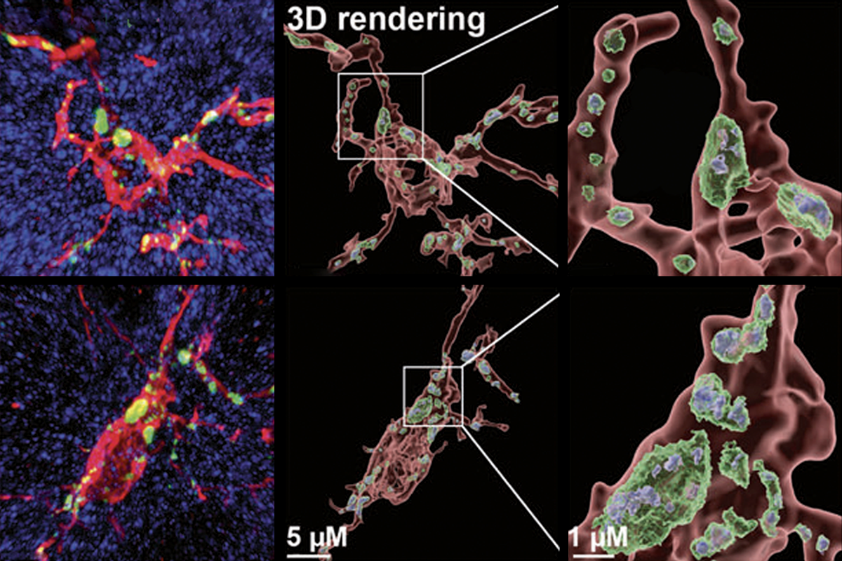 Research image of mice microglia.