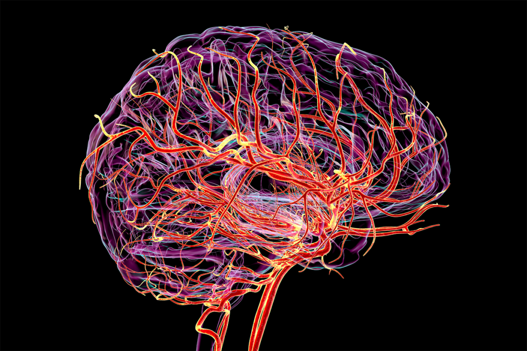 3D illustration of arterial blood supply in the human brain.