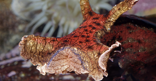 颠覆认知：基因持续活跃