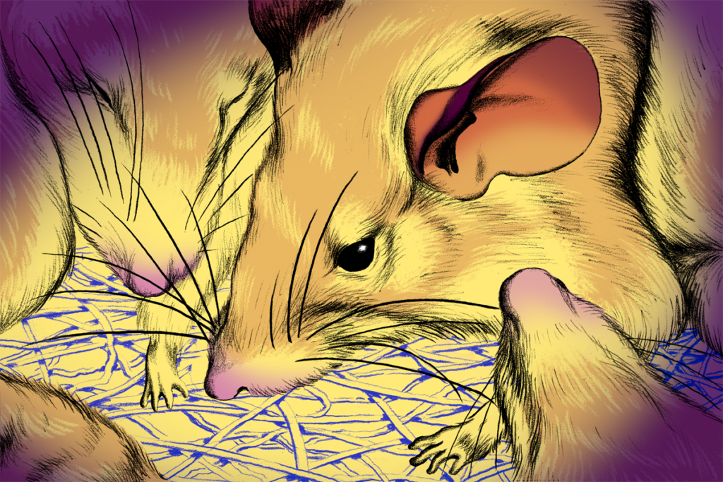 Illustration of spiny mouse.