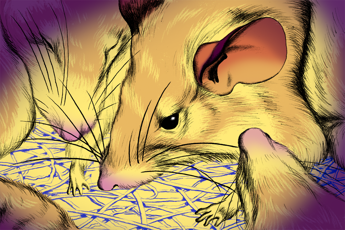 Illustration of spiny mouse.
