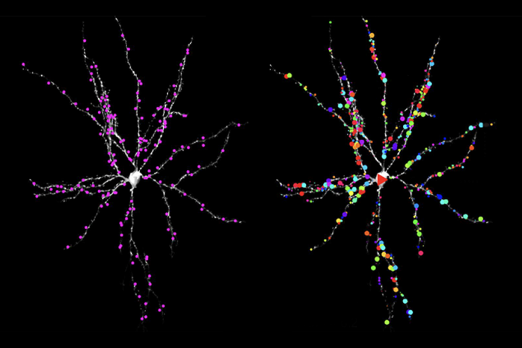 Research image of inputs into a single neuron in the mouse visual cortex