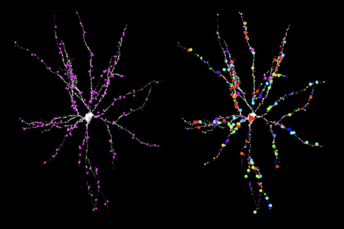 Research image of inputs into a single neuron in the mouse visual cortex