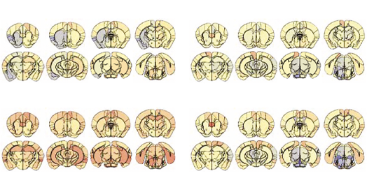 Imagen ilustrativa: Genes y crianza: ¿qué influye en los rasgos autistas? — Investigación