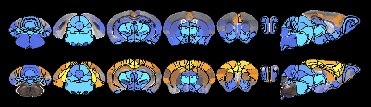 Research image of mice brains, showing larger cerebral cortices and smaller subcortical volumes.