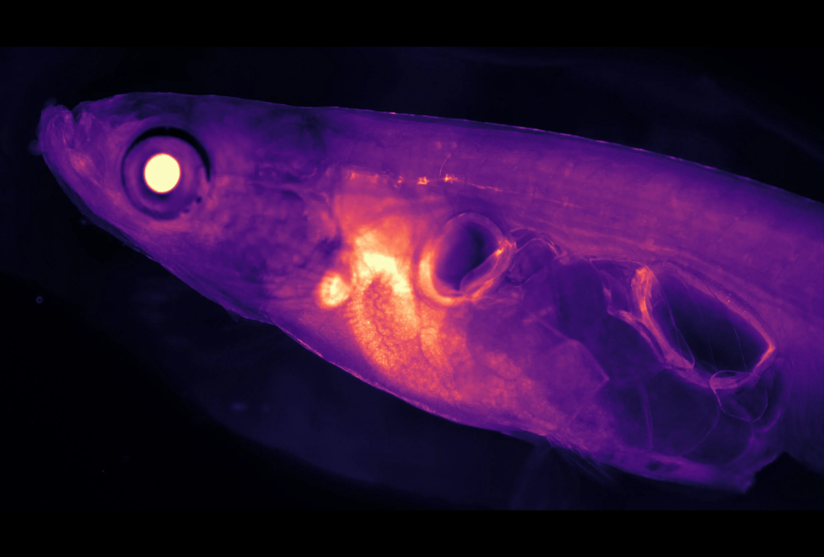 Thermal image of Danionella fish.