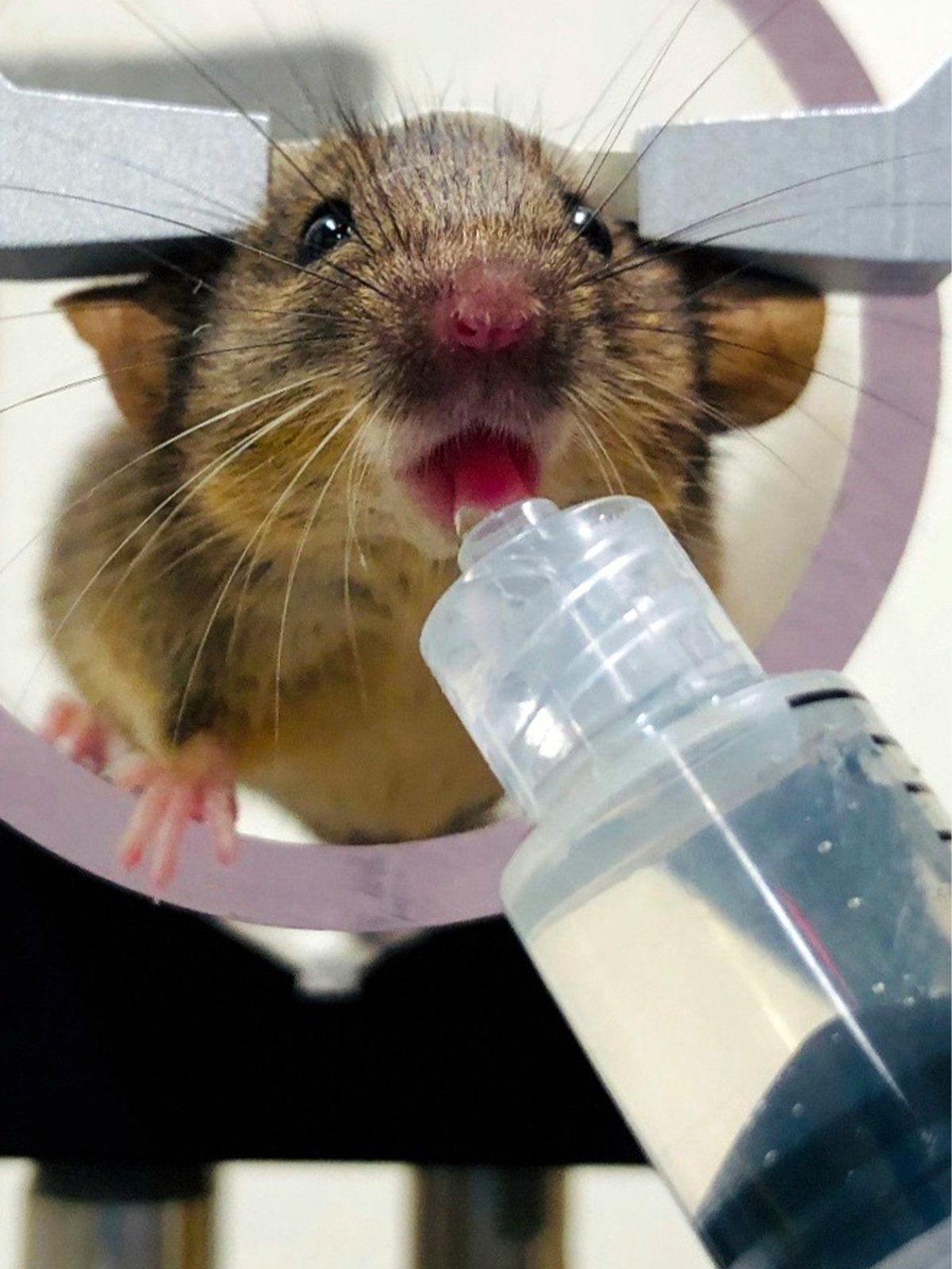 Mouse drinking syrup from syringe.