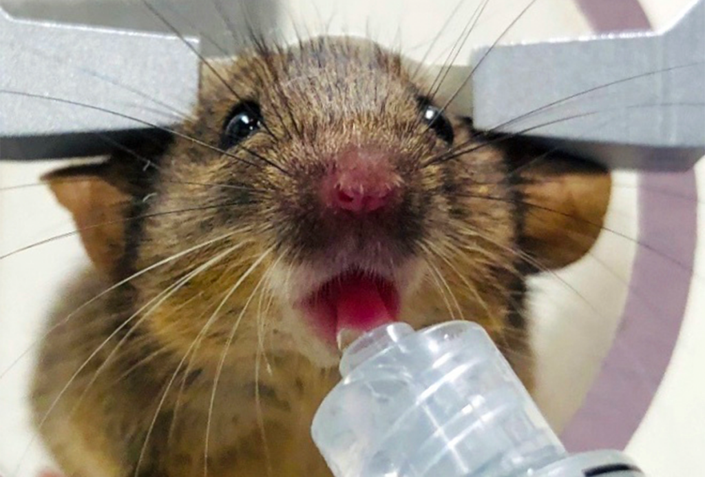 Mouse drinking syrup from syringe.