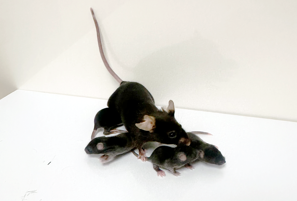Mother mouse and her offspring.