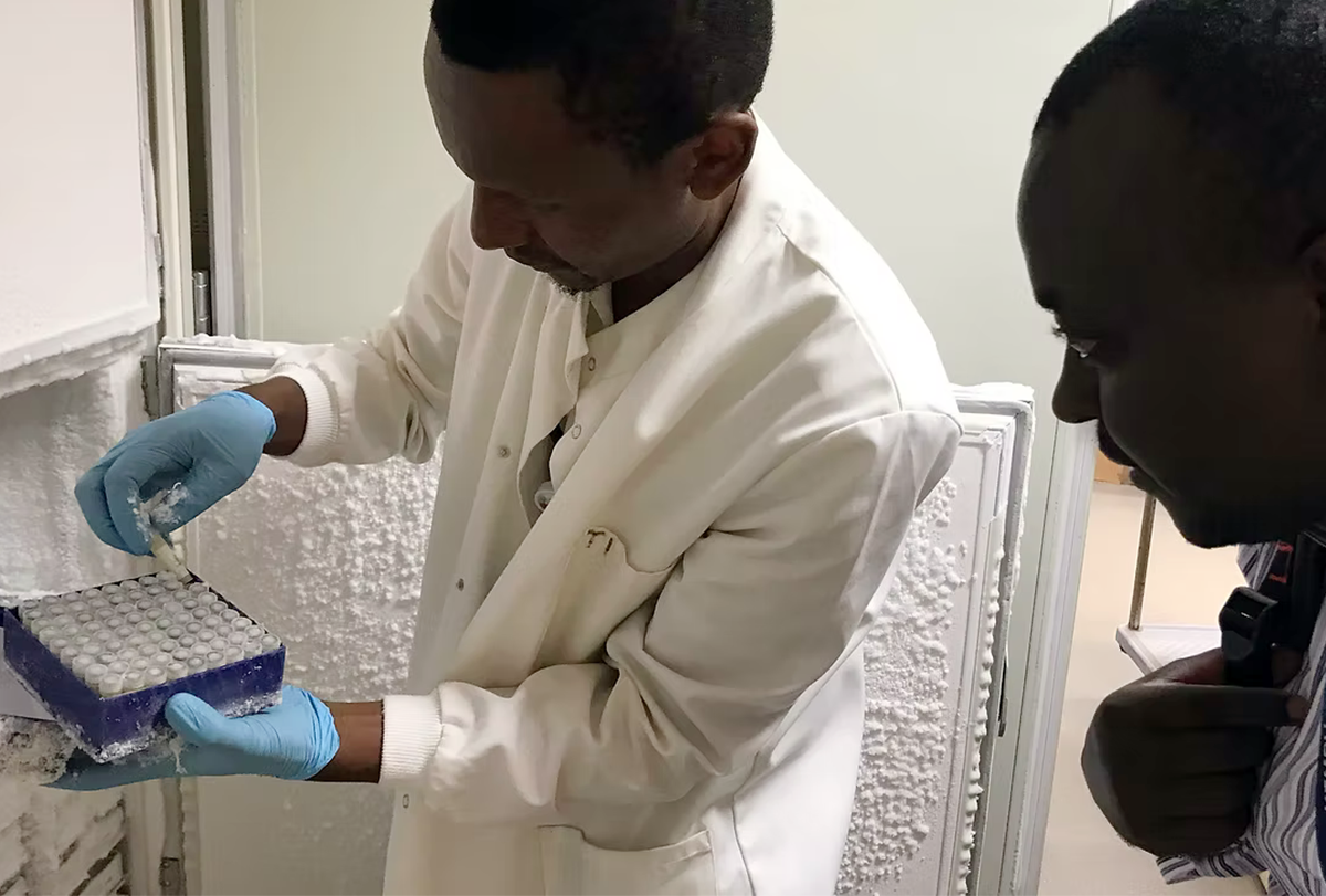 Researchers looking at KEMRI biobank vials.