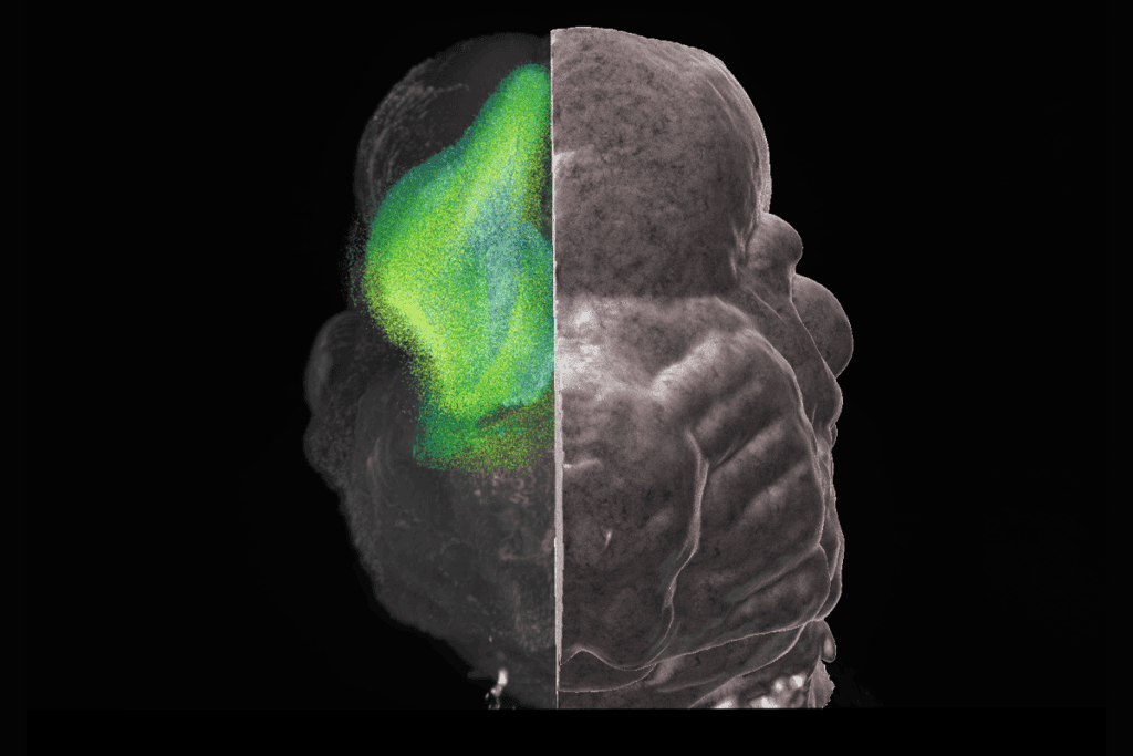 Research image of proliferating neural cells.
