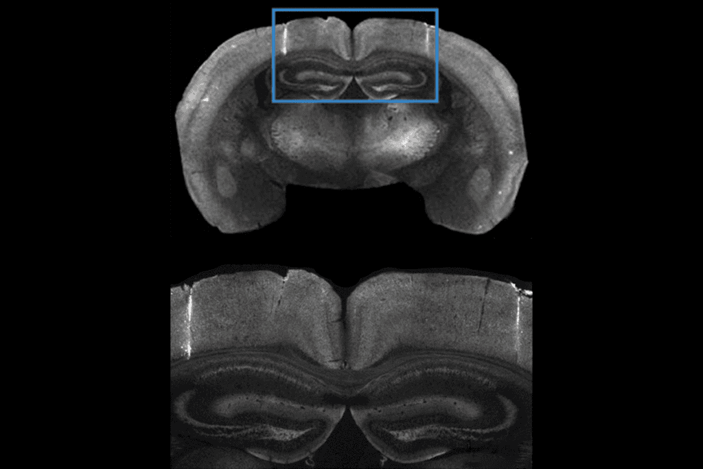 Research image of mouse brain.