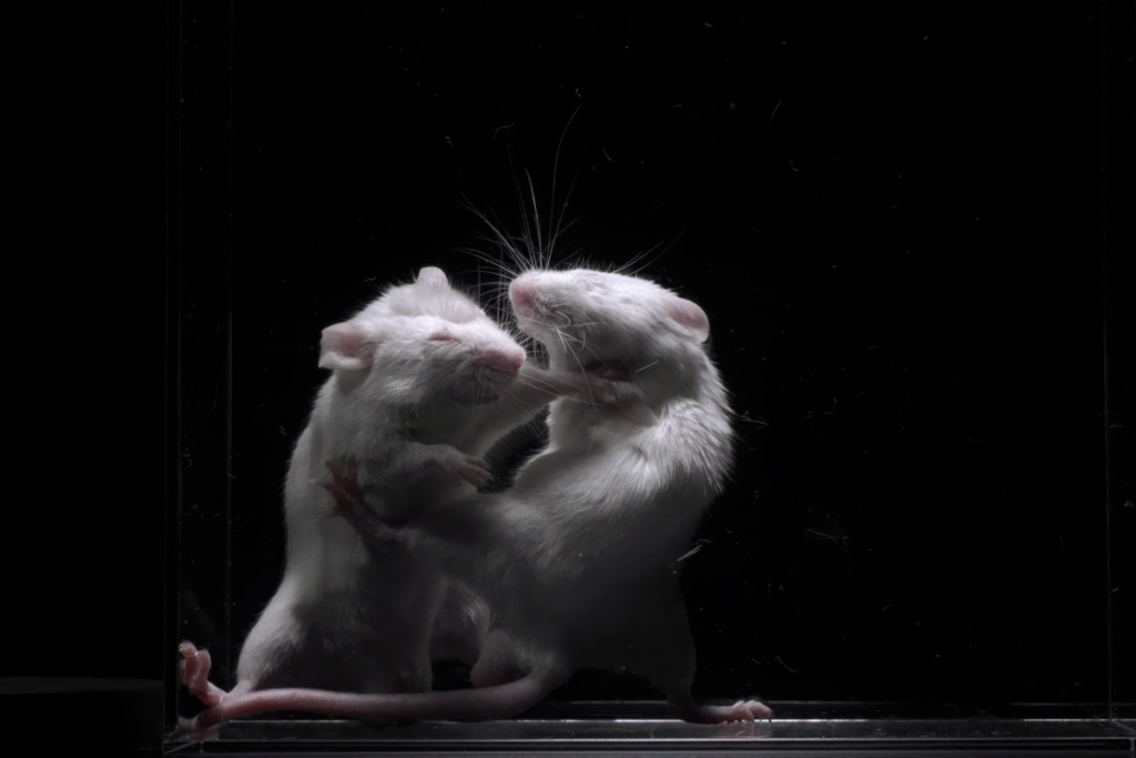 Two lab mice fighting.