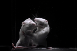 Two lab mice fighting.