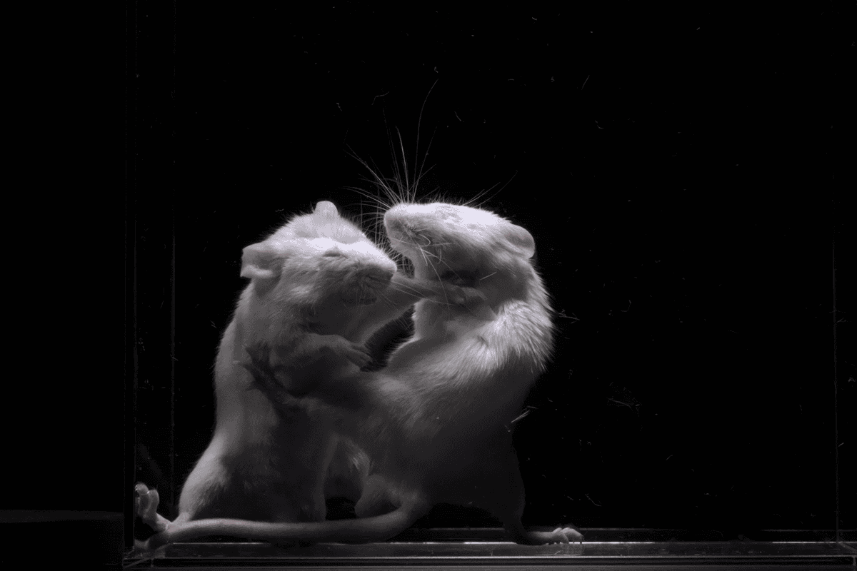 Two lab mice fighting.