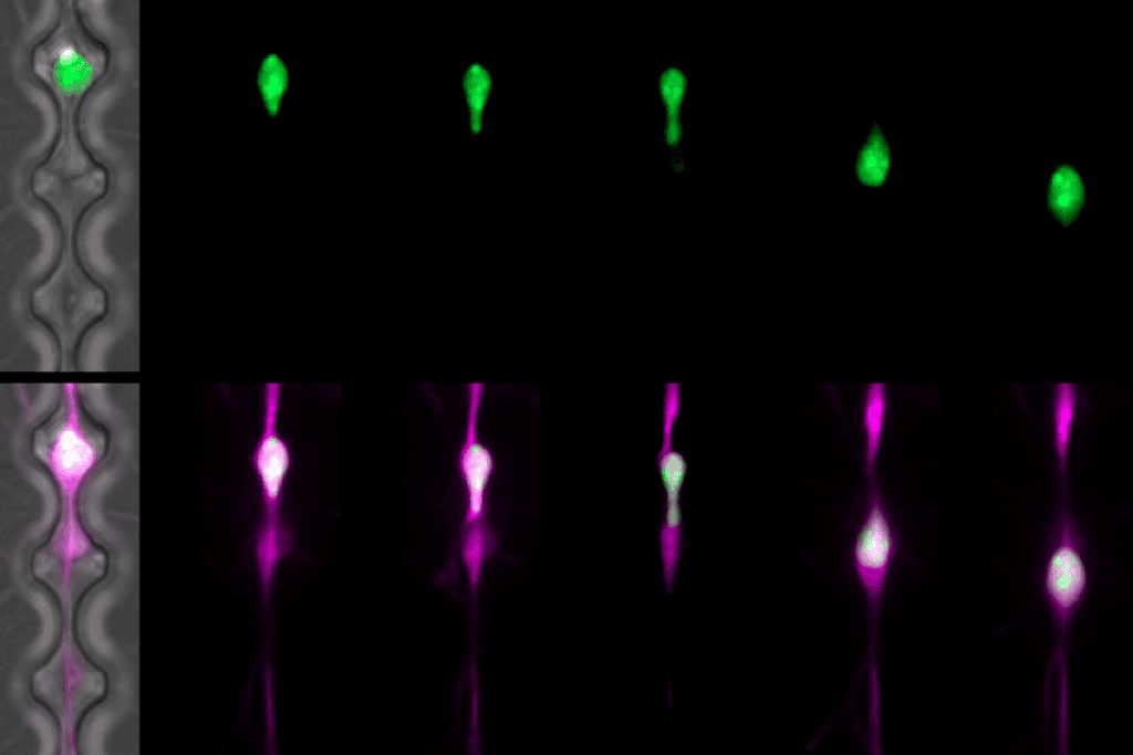 Research image of neuronal migration.