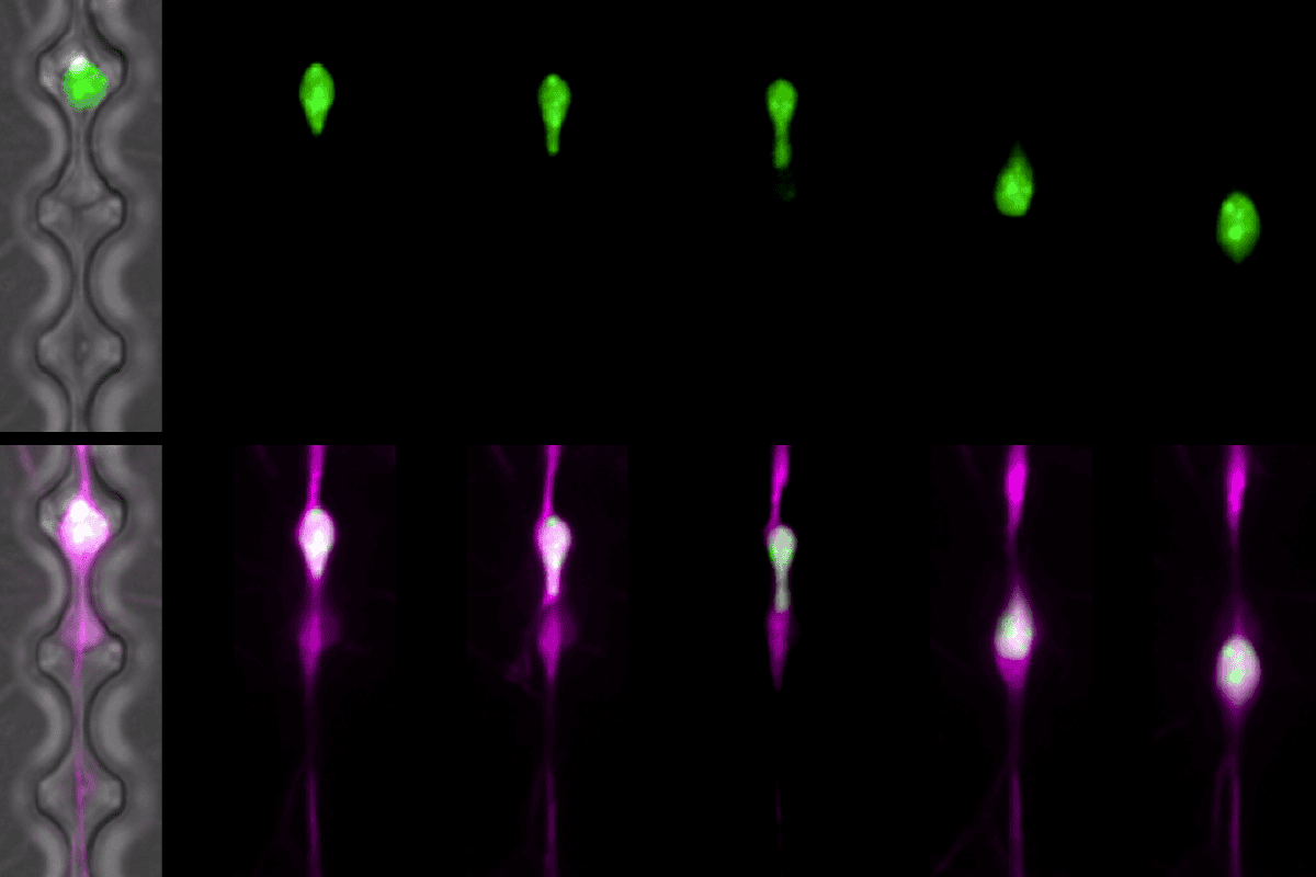 Research image of neuronal migration.