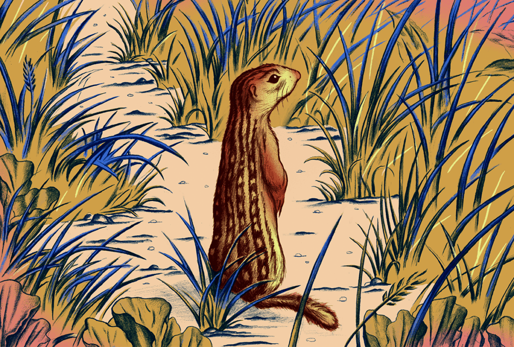 Ground squirrel.