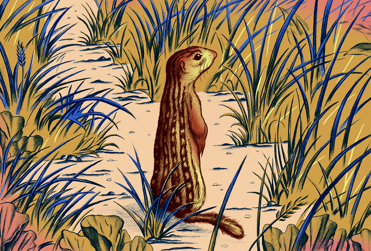 Ground squirrel.