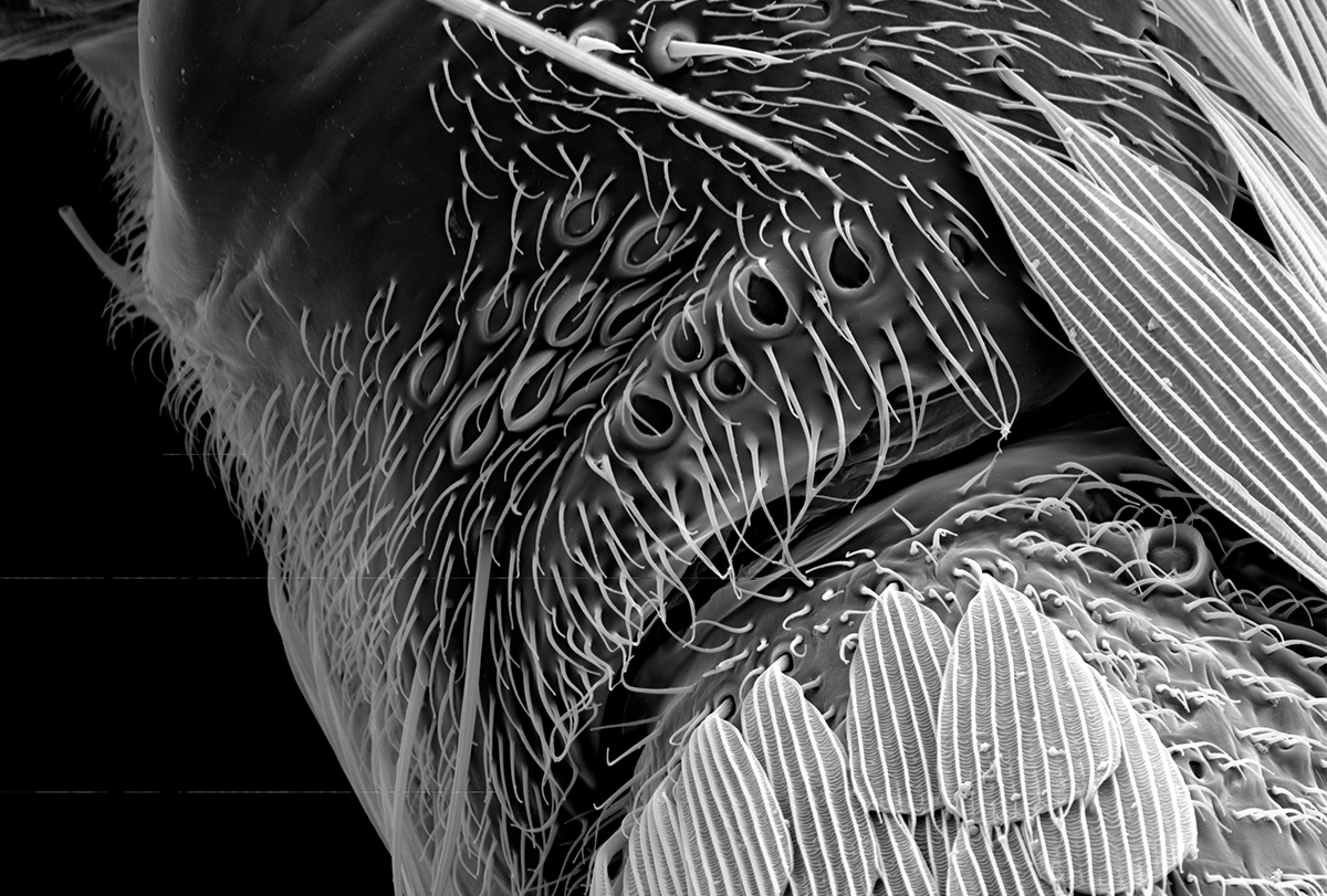 Aedes_Aegypto-foreleg magnified.