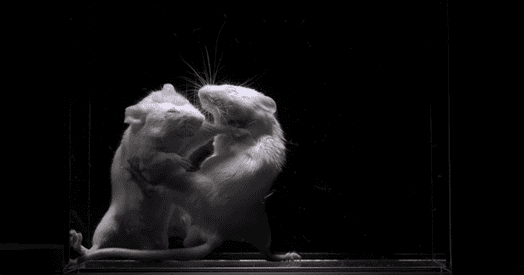 Friend to foe: How the brain updates feelings toward others