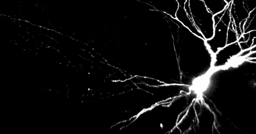 Dendrites Compute Independently of the Cell Body