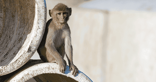 Oregon primate research center to downsize monkey colony, pivot to non-animal models