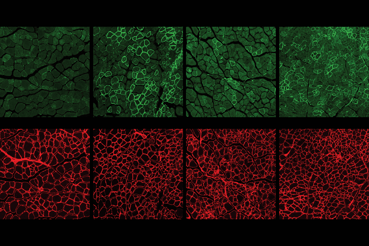 Mouse muscle cells.