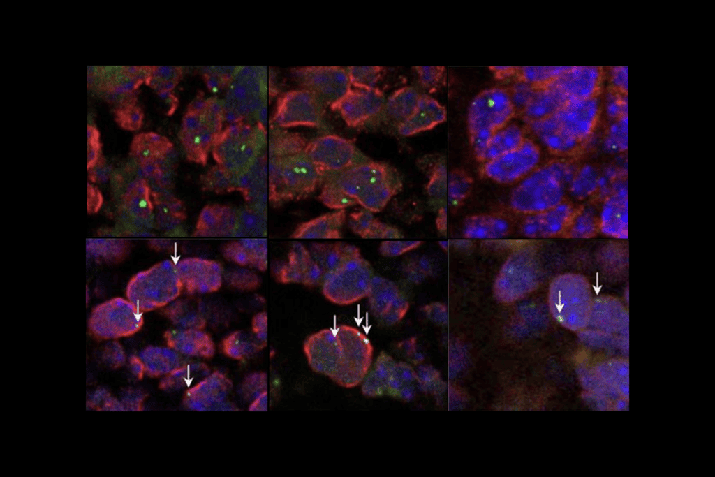 Research image of gene chromatin.