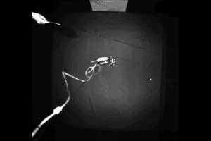 Mouse chasing food on a string.