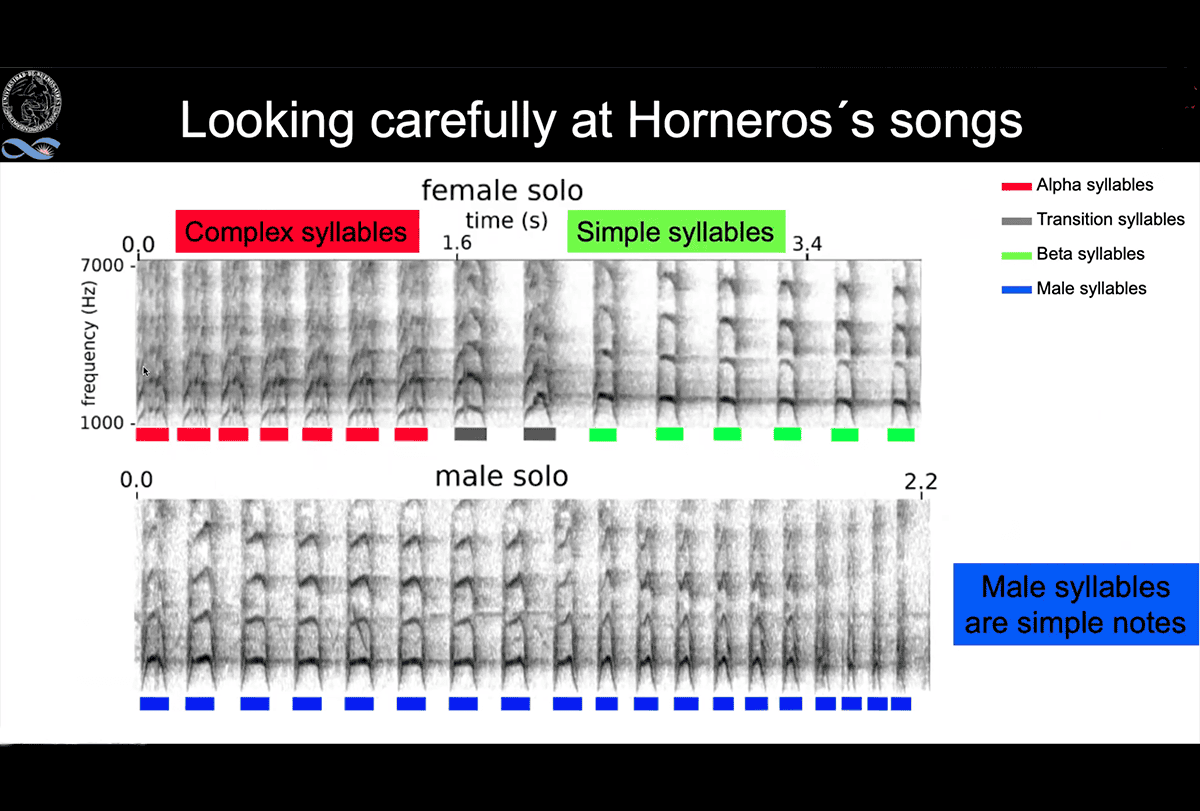 Visualization of male and female rufous horneros songs.