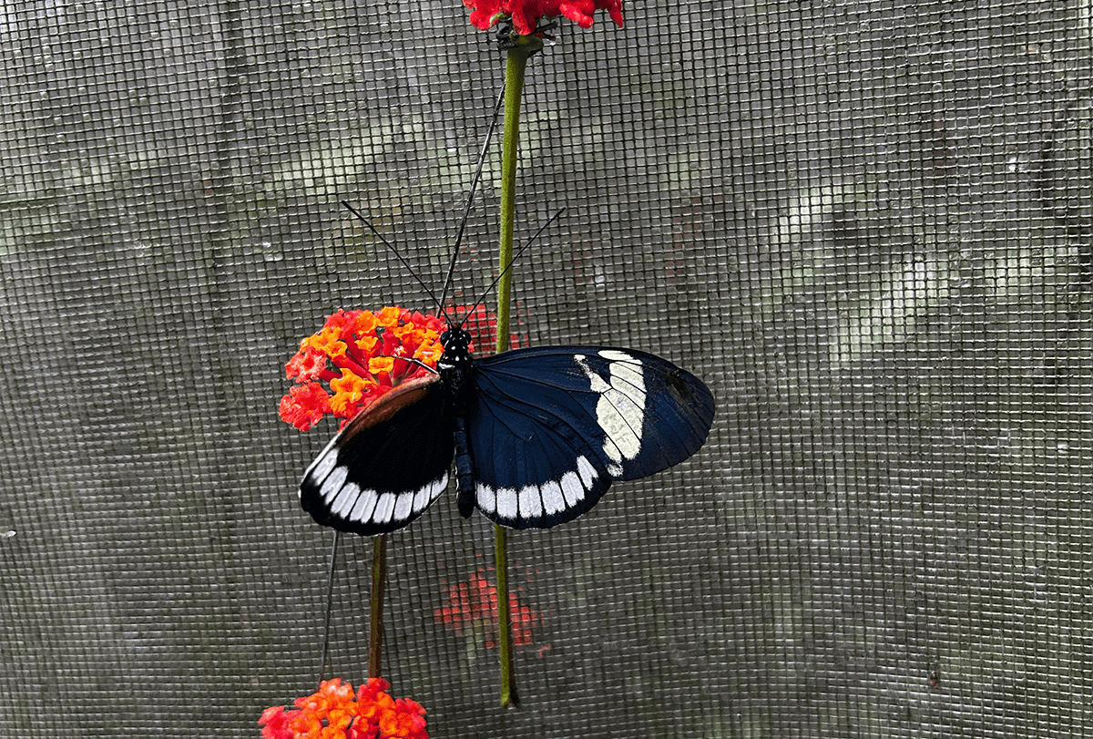 Butterfly on a flower.