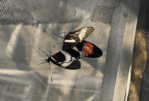 Two butterfiles on a screen, casting long shadows.