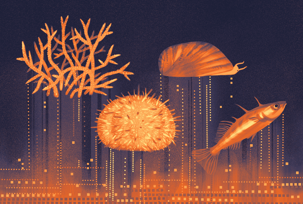 Illustration of a coral, sea urchin, snail, and fish.