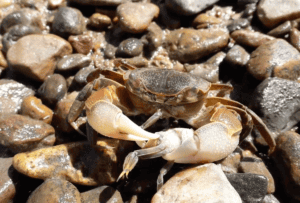 A crab eats another smaller crab on wet rocks.