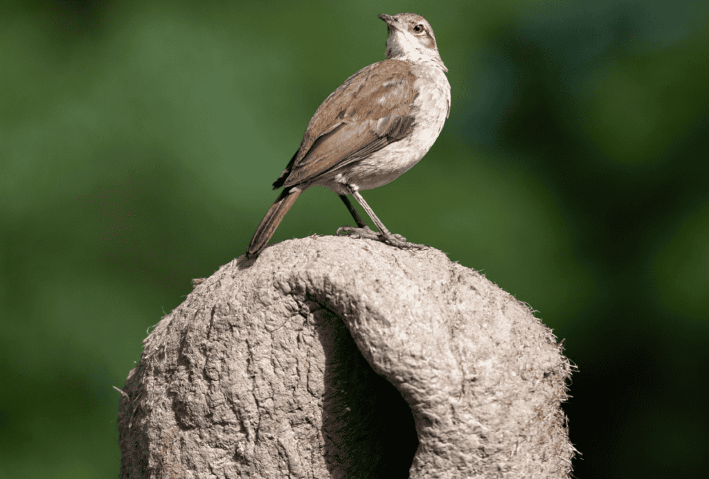 Rufous horneros bird.